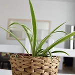 Flats Appartement