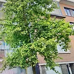 Chambre Chants D\'Oiseaux