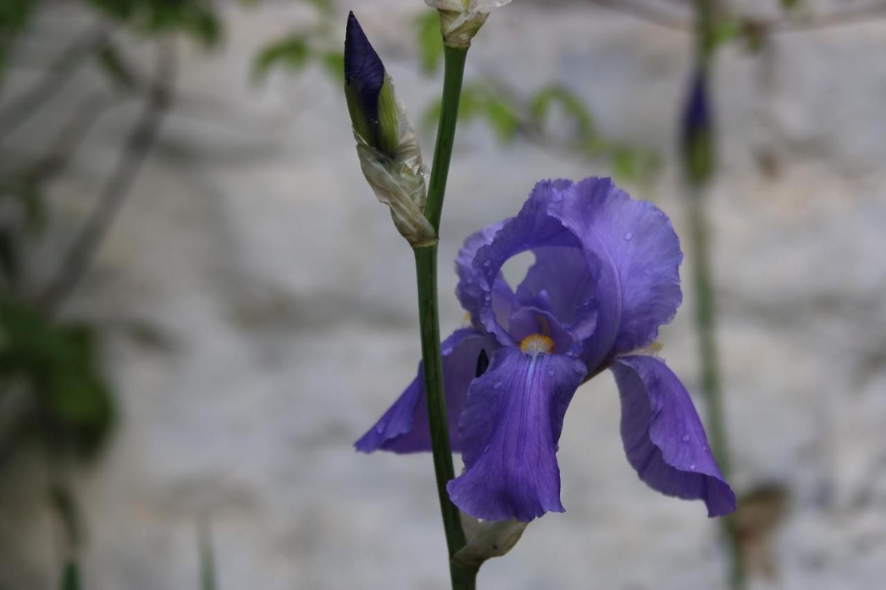 Bed & Breakfast Les Iris *