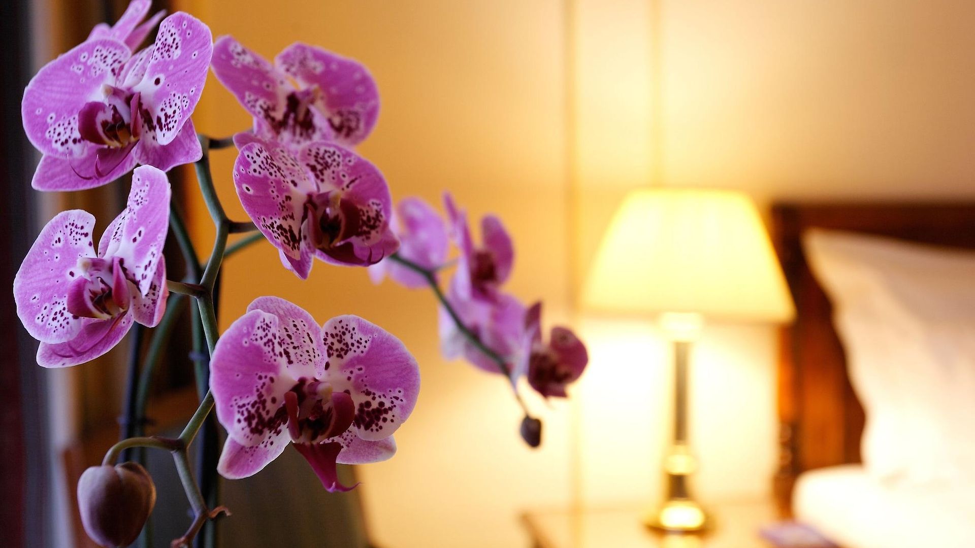 Hotel Le Plaza Brussel