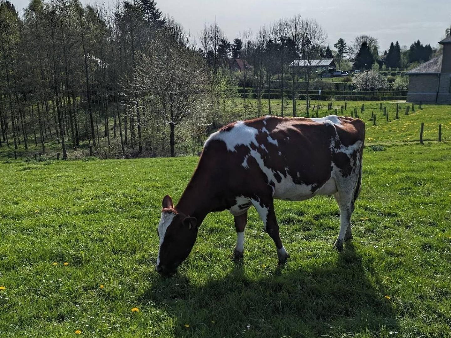 The Brussels-laken