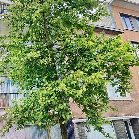 Chants D'oiseaux Appartement *