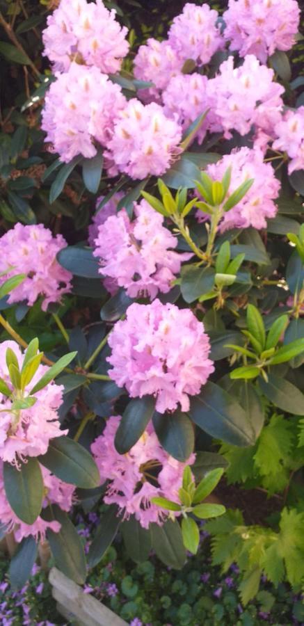 Lilac Zaventem