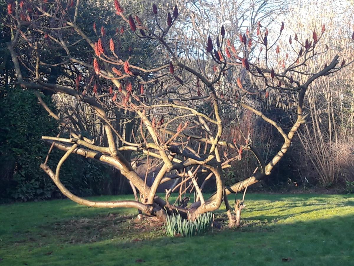 Un Grand Jardin En Ville. Chez Guy * Brussel