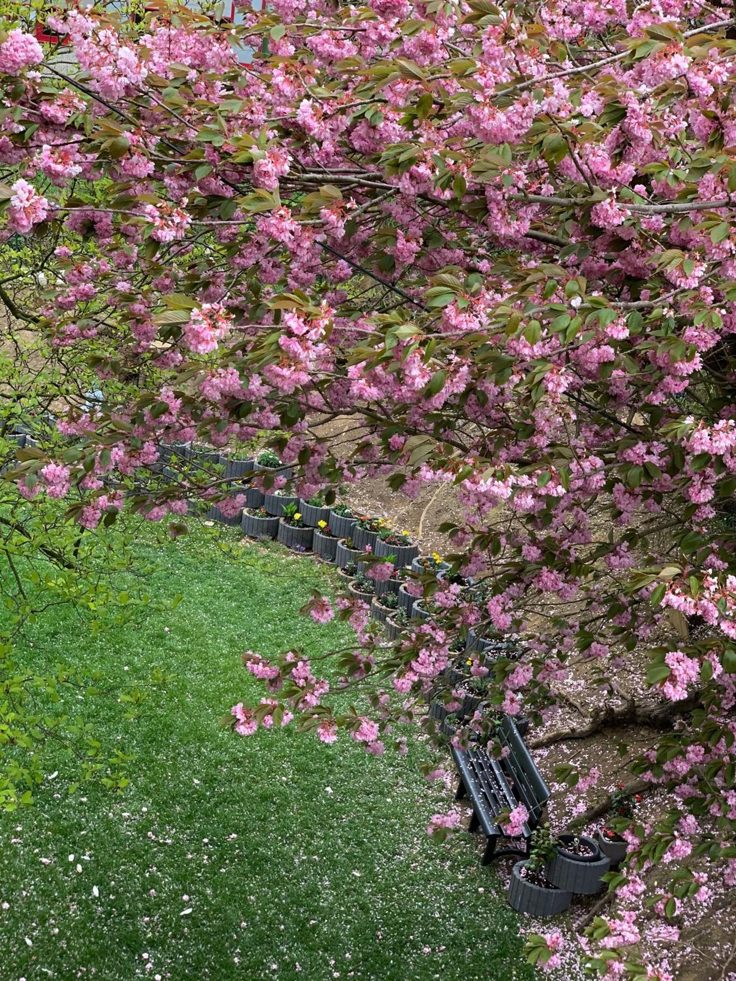 Garden *