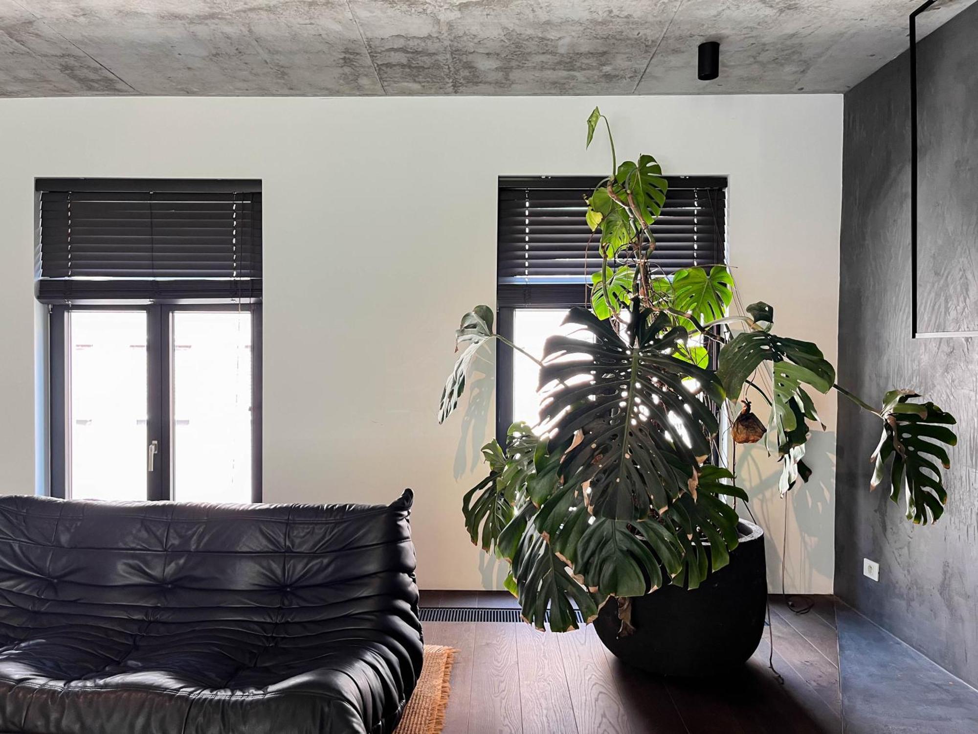 Homestay Teddy Picker *