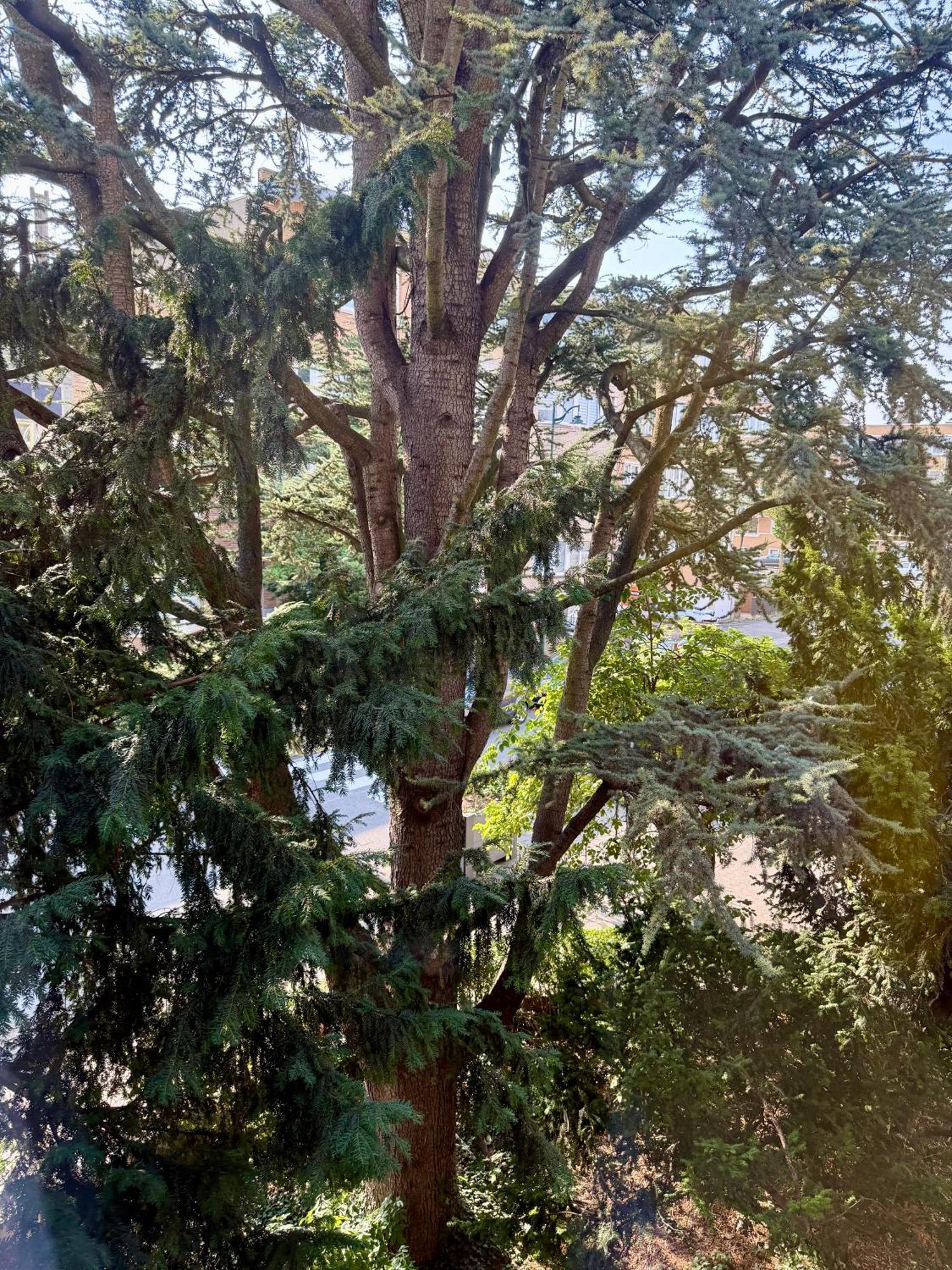 Atomium Canopy * Brussels