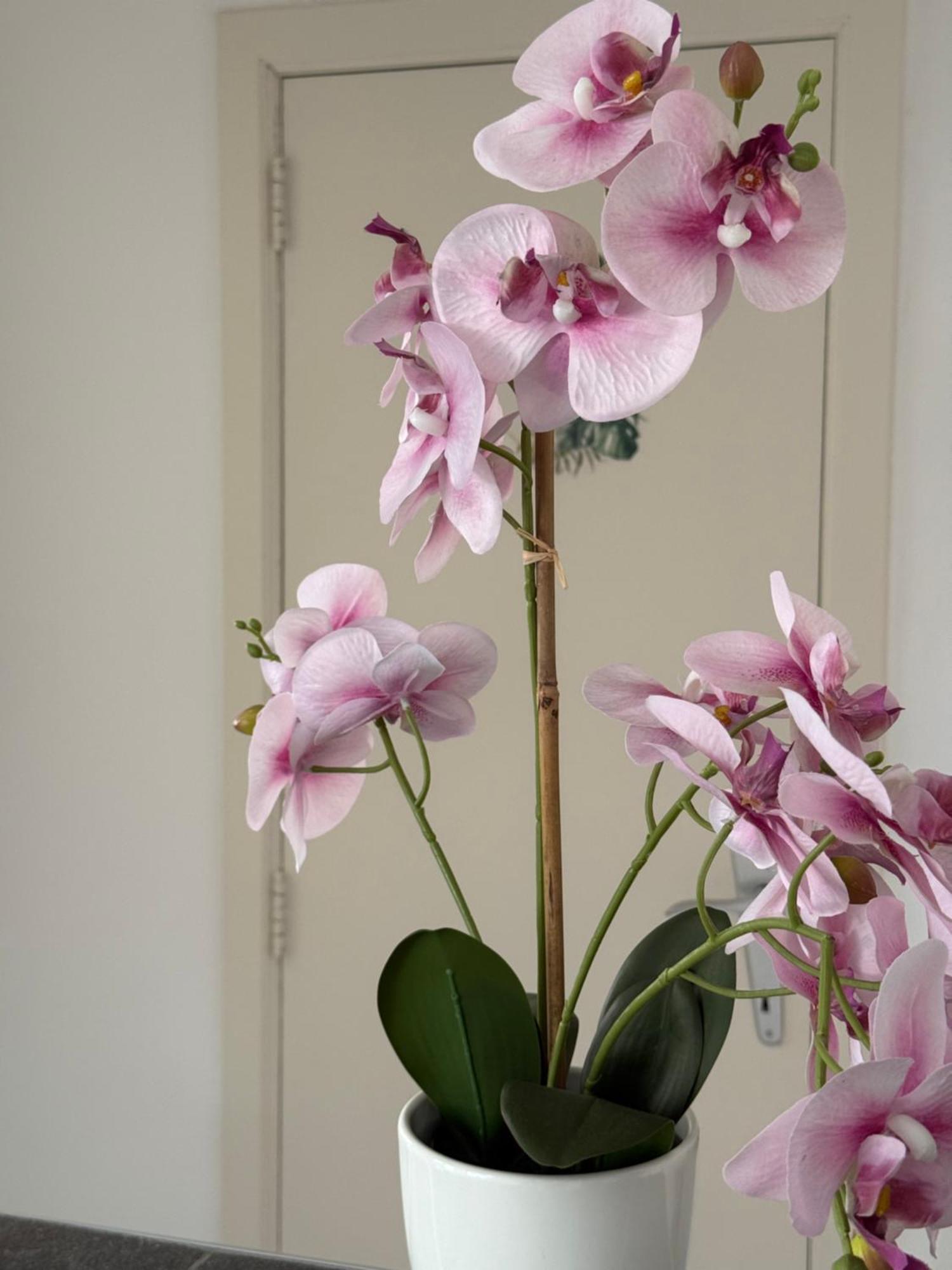Atomium Canopy Brussels
