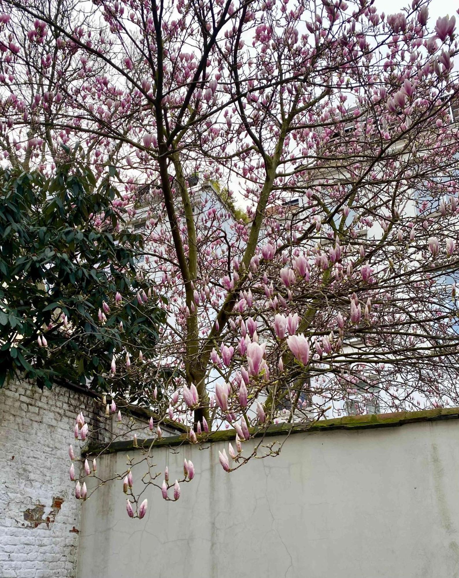 Cosy Eu - Central, Parking, Terrace Brussels