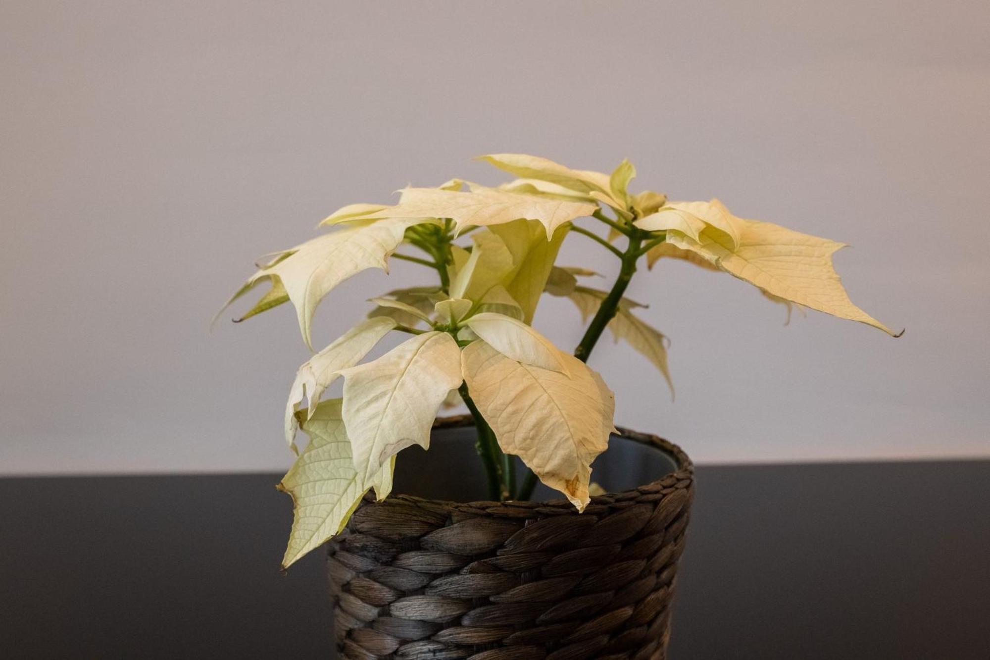 Apartment New Center Of Trendy St Gille