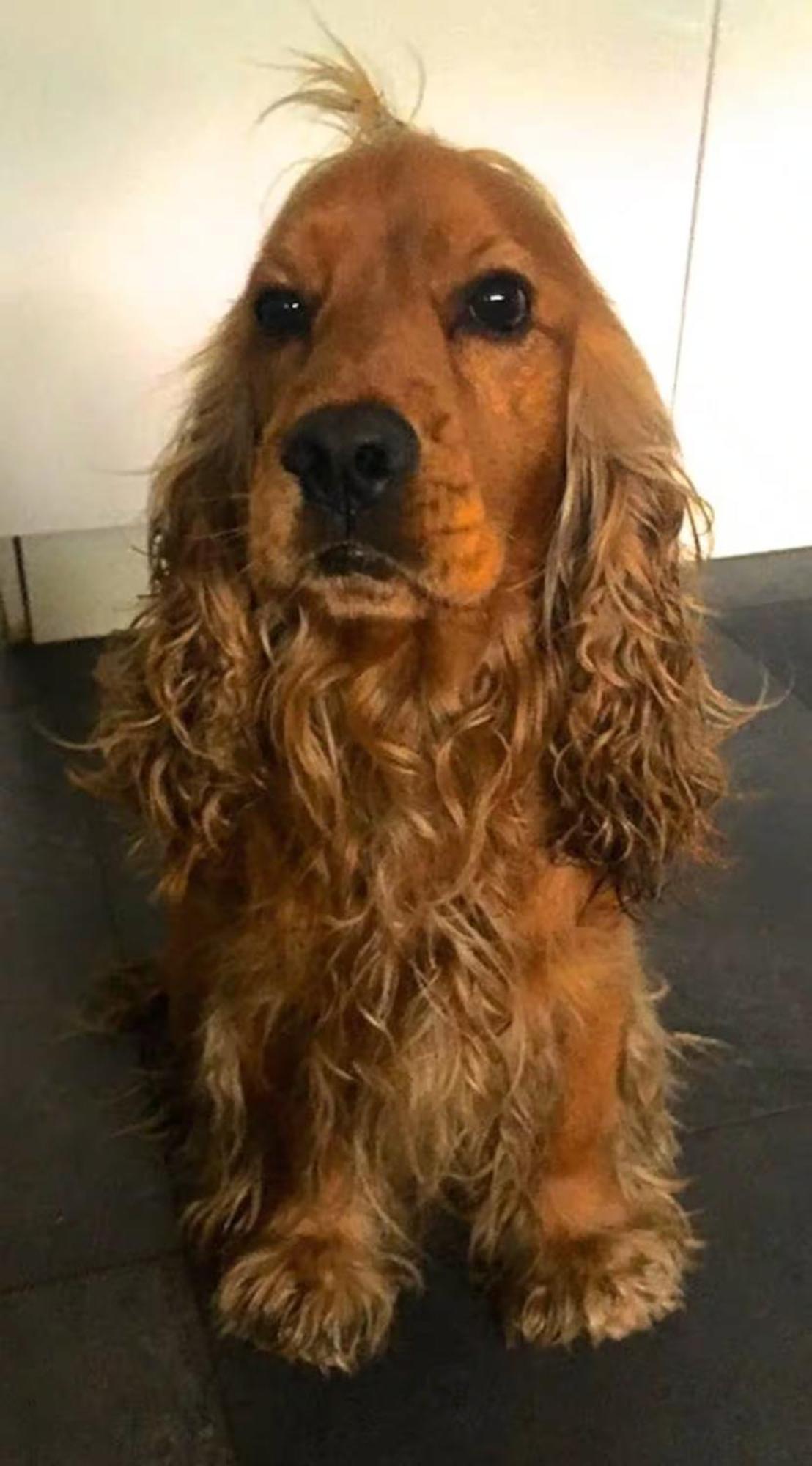 Cocoon Homestay Brussels