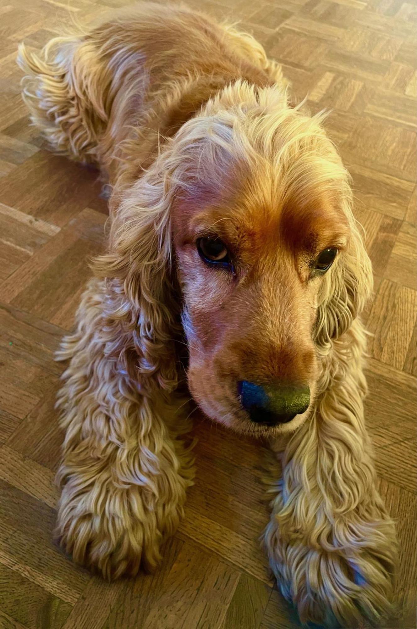 Homestay Cocoon Brussels