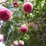 Spacious In Brussels, Large Private Garden Appartement *