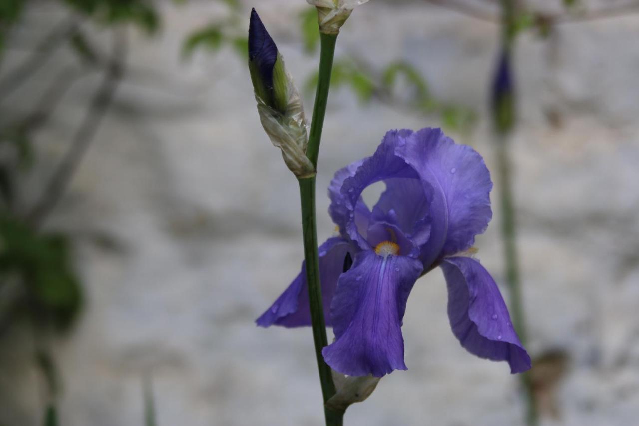 Bed & Breakfast Les Iris *