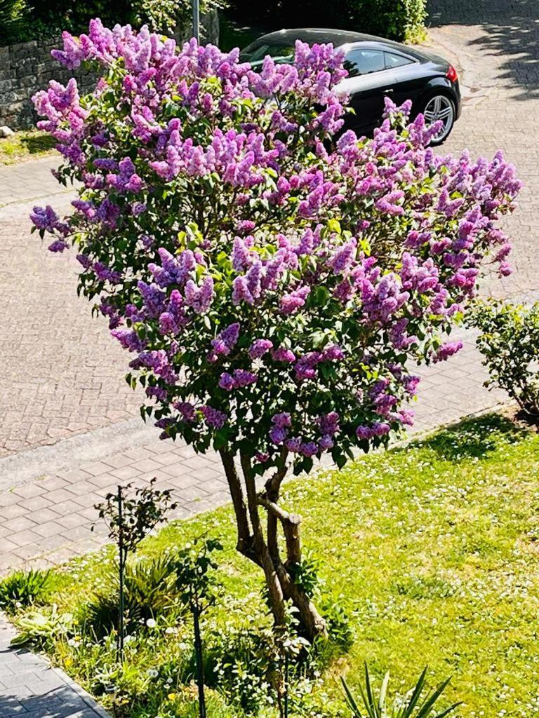 Homestay Town House With Garden - 1 With Shared Bathroom *