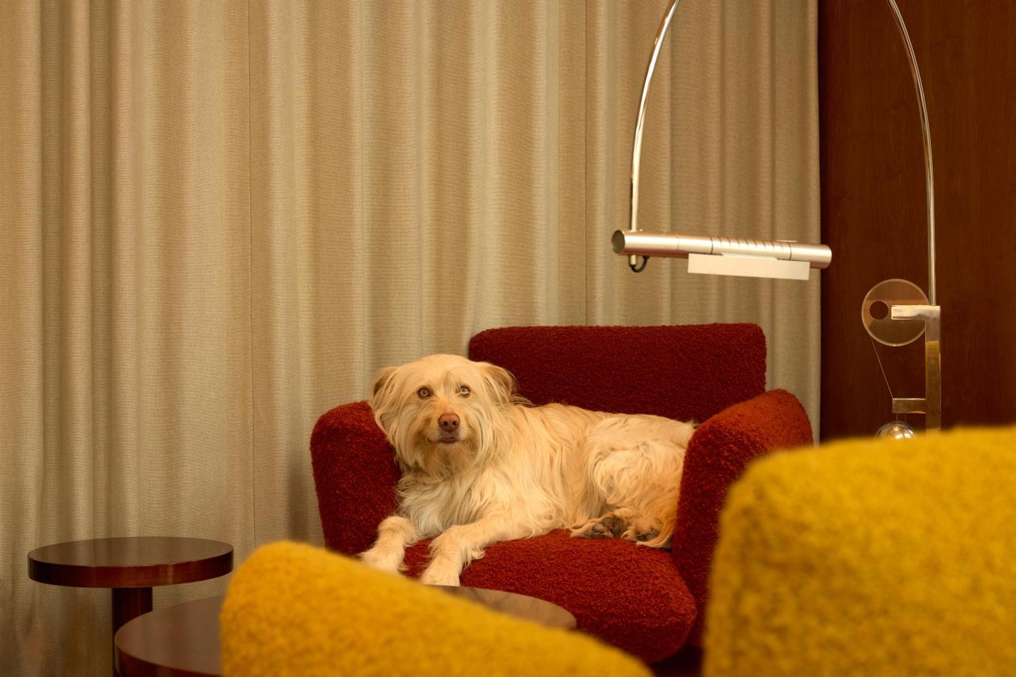 The Standard, Brussels