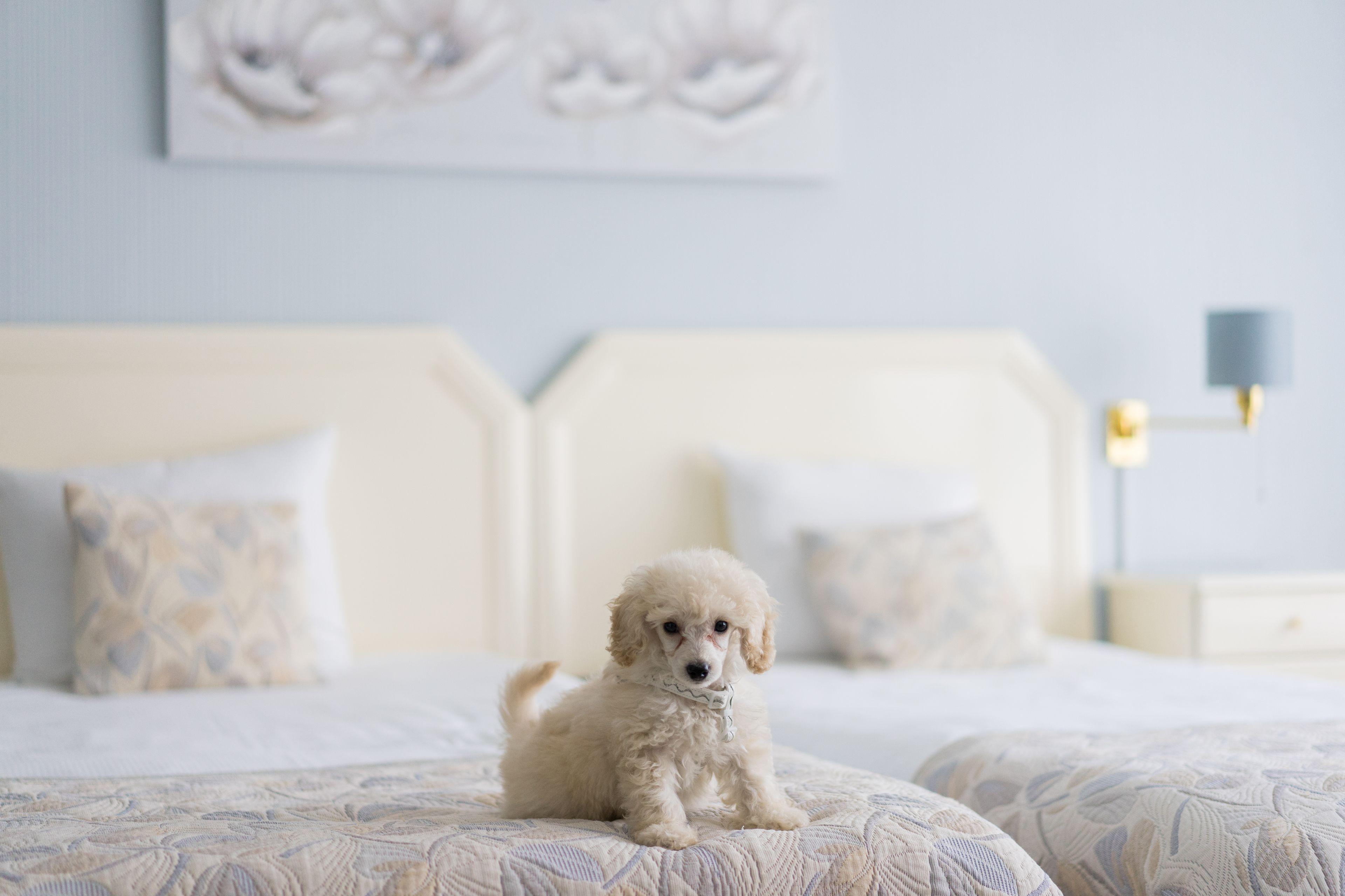 Hotel First Euroflat 4*