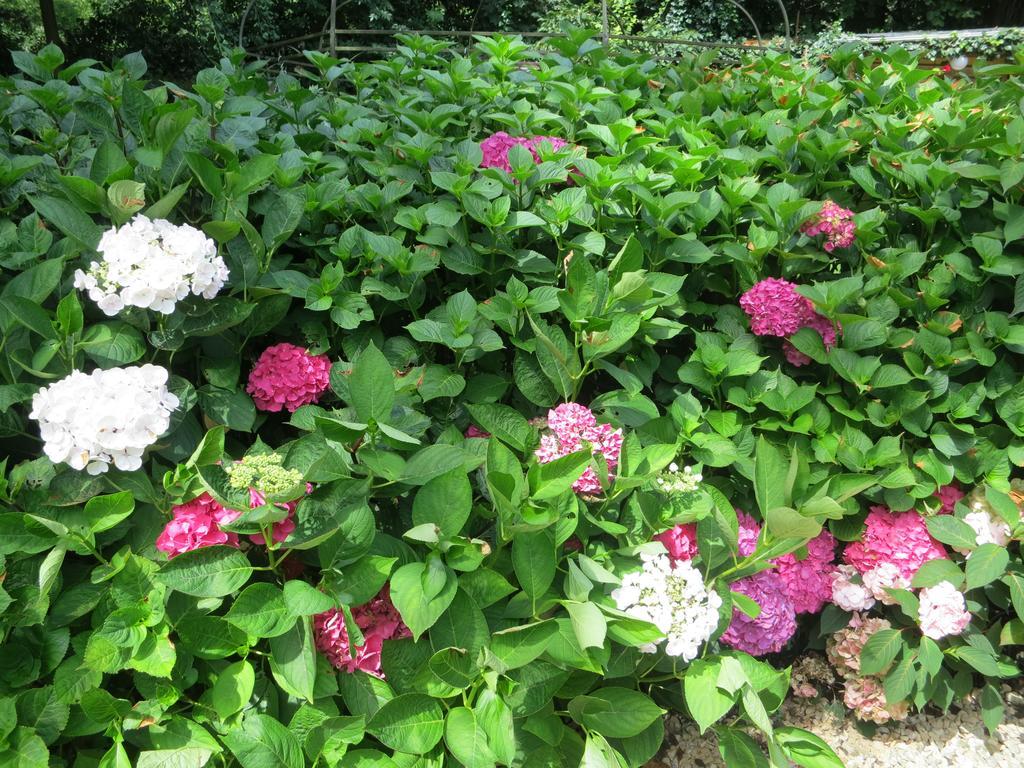 Les Taillis Brussels