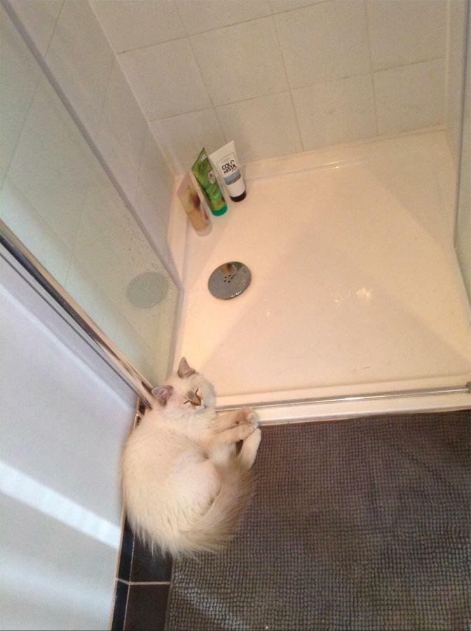 Art Nouveau Floral Apartment