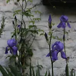 Les Iris Bed & Breakfast