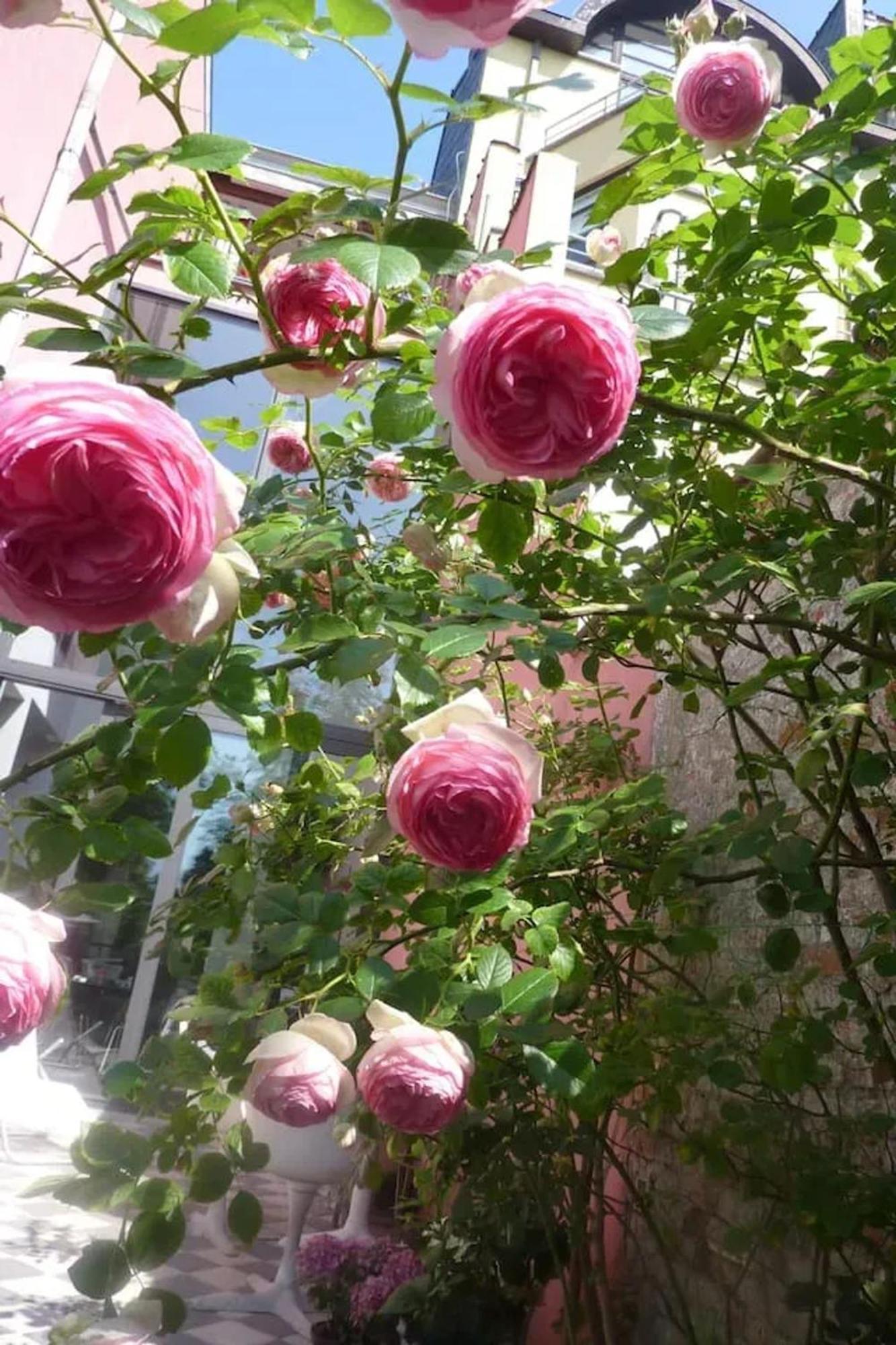 Spacious In Brussels, Large Private Garden Apartment *