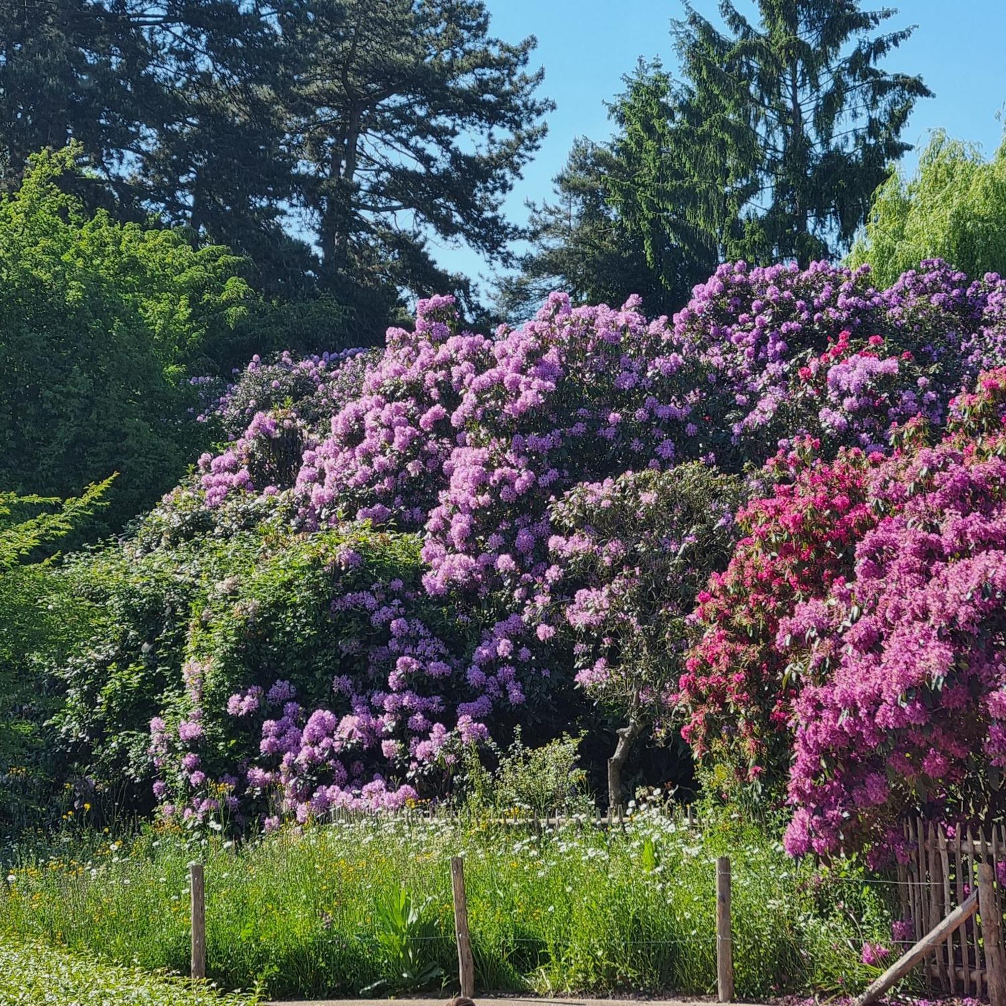 Chinese Pavilion Park - Magnificent * Brussels