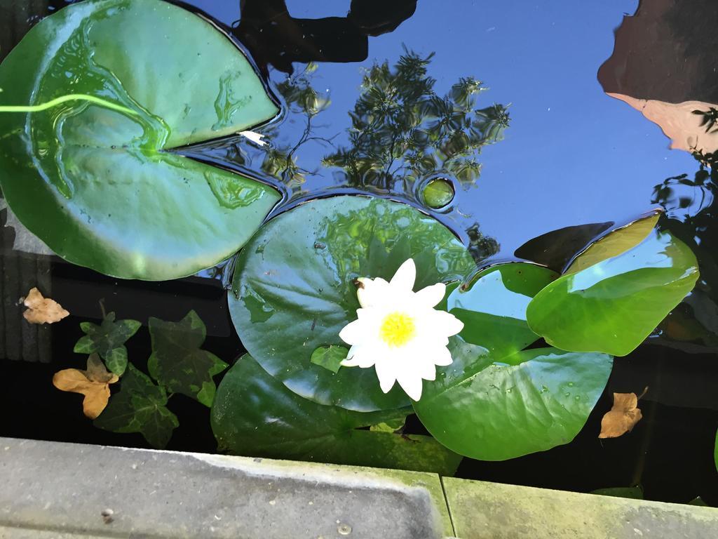 Apartment Marie Therese Brussels